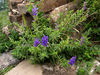 5508FLOWERSdpi300DIGsize12WC.jpg